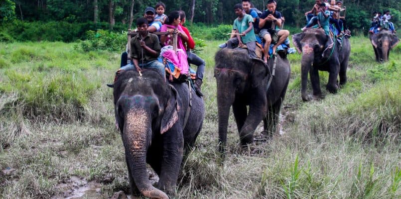 Chitwan Jungle Safari & Kathmandu Cultural Tour