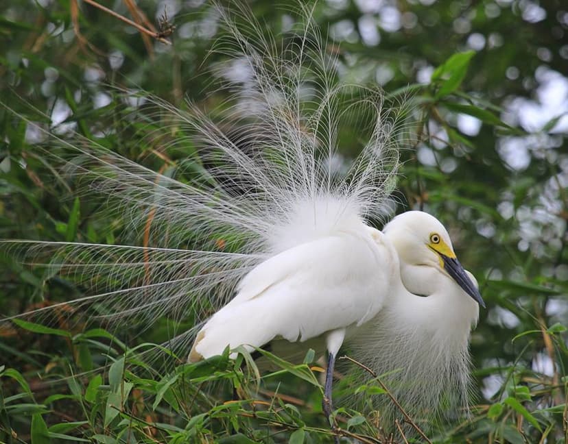 Chitwan Birding & Jungle Trails