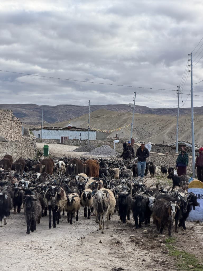 Goat and sheep herd on an Upper Mustang road