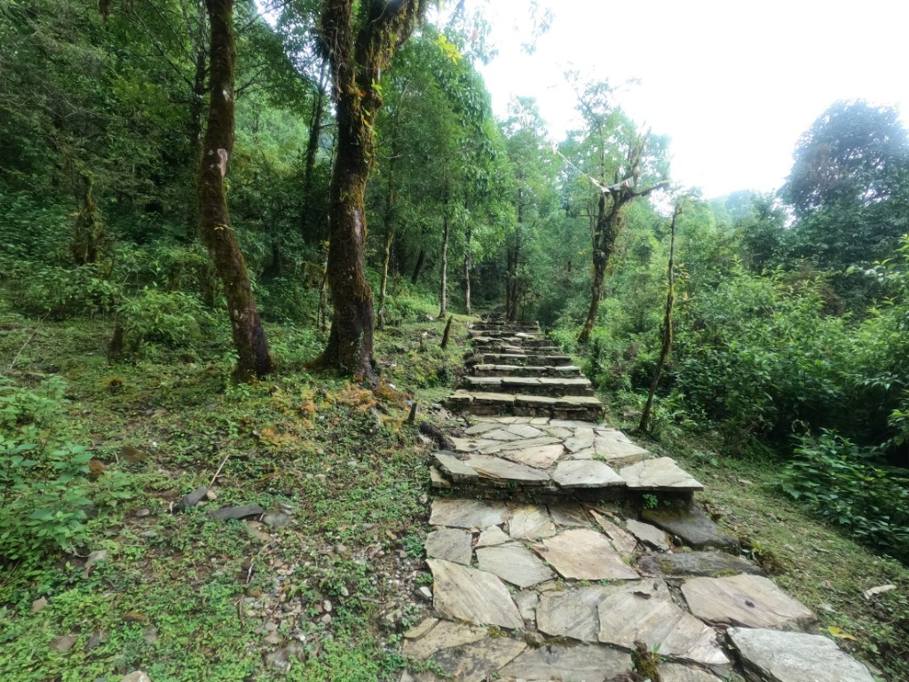 Stone steps through rhododendron forest on Day 1 of the Mardi Himal trek
